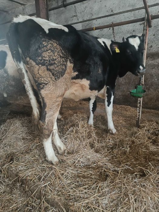 Jałowki wysokocielne