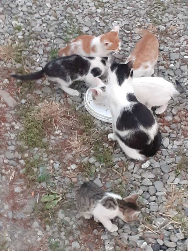 Oddam kotki za darmo.