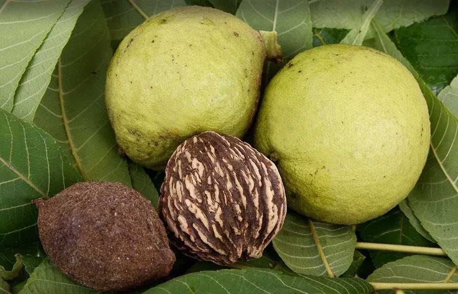 Саженцы черного американского ореха,укоренившиеся,с голыми корнями.