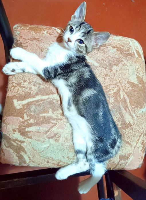 Котята котики красивый котенок