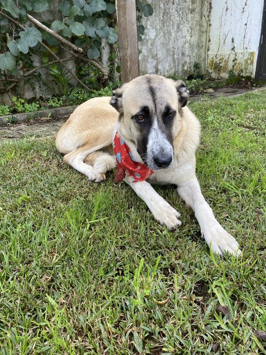 Da-se Rafeiro alentejano