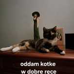 Oddam kotke w DOBRE ręce