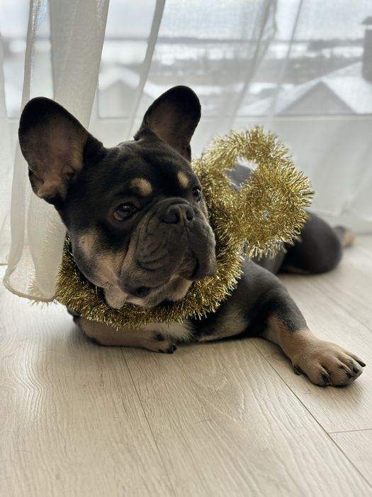 Французький бульдог для вязки. Ірпінь, Київ