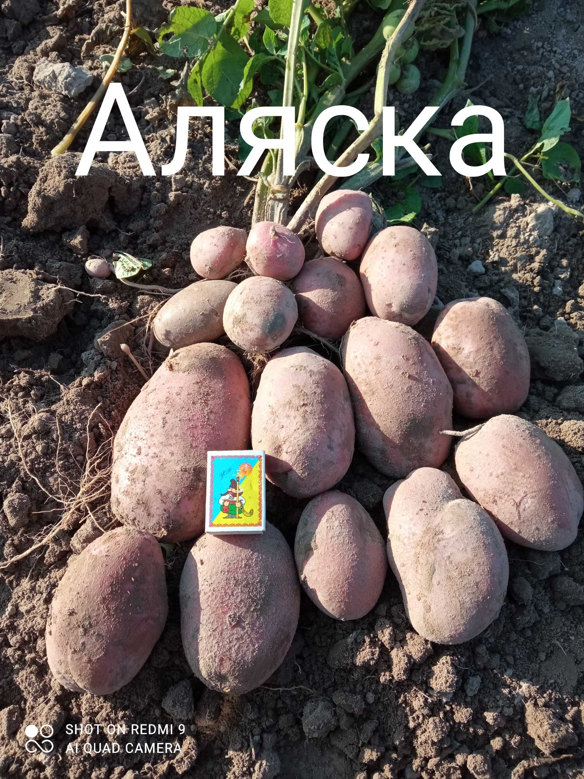 Високоякісна картопля з півночі Сумщини