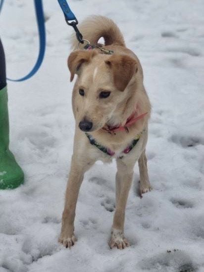 Biszkopt, ur. 2020, piesek ze schroniska