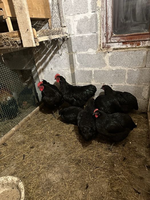 Продам курей брама