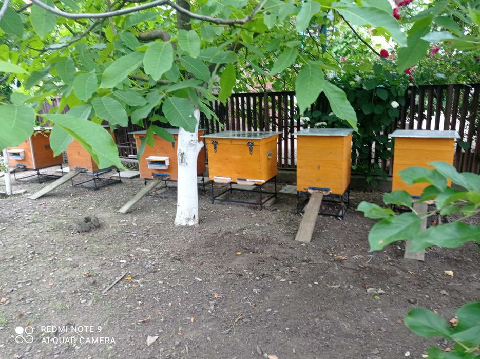 Продаю бджолопакети,  Вулики ( або бджолосімї ) Карніка.