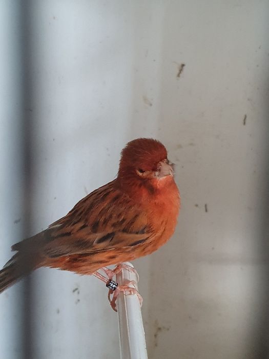 Canários agatas machos de 2025