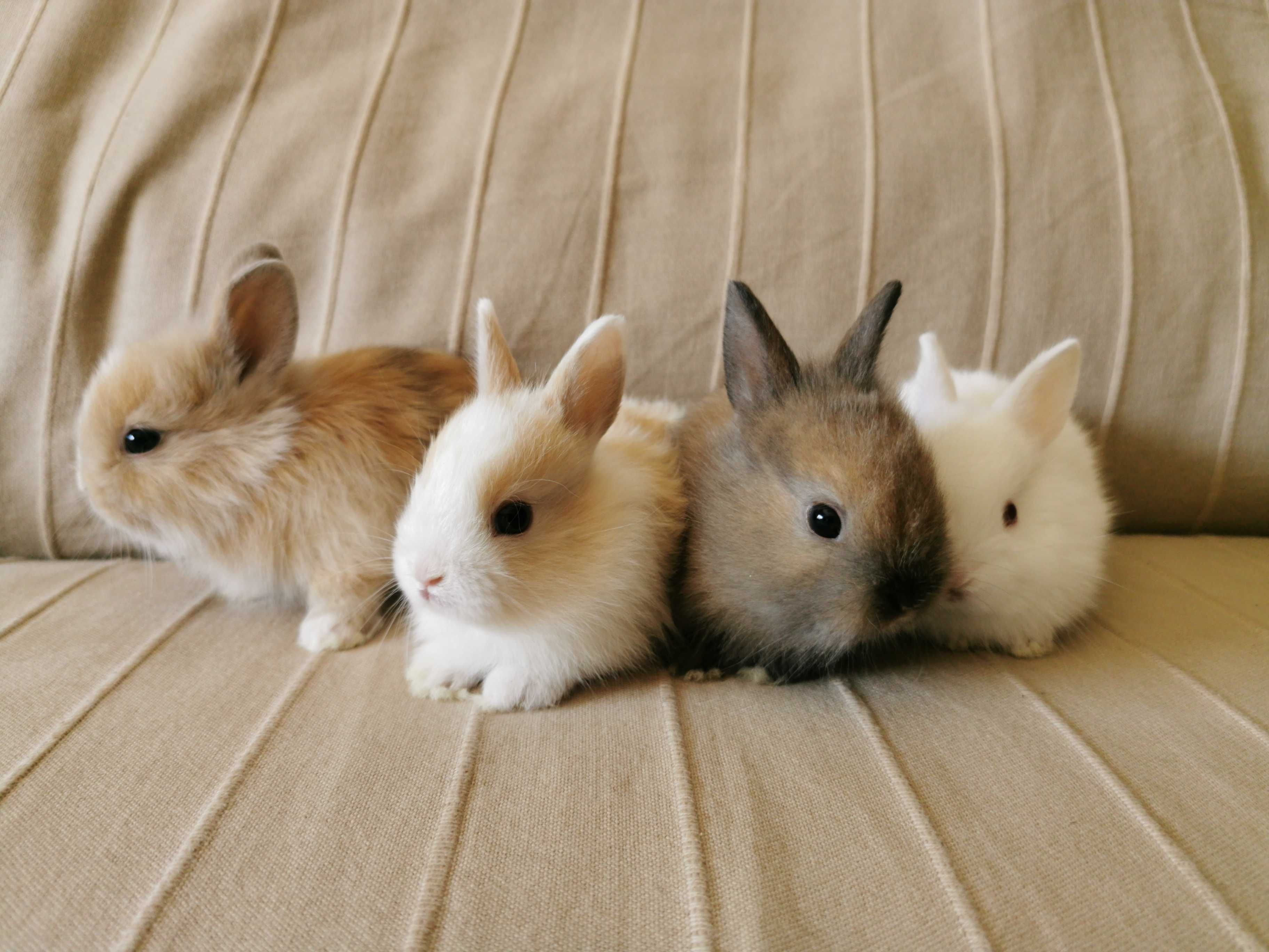 Coelhos anões minitoy e mini holandês muito dóceis, KIT completo