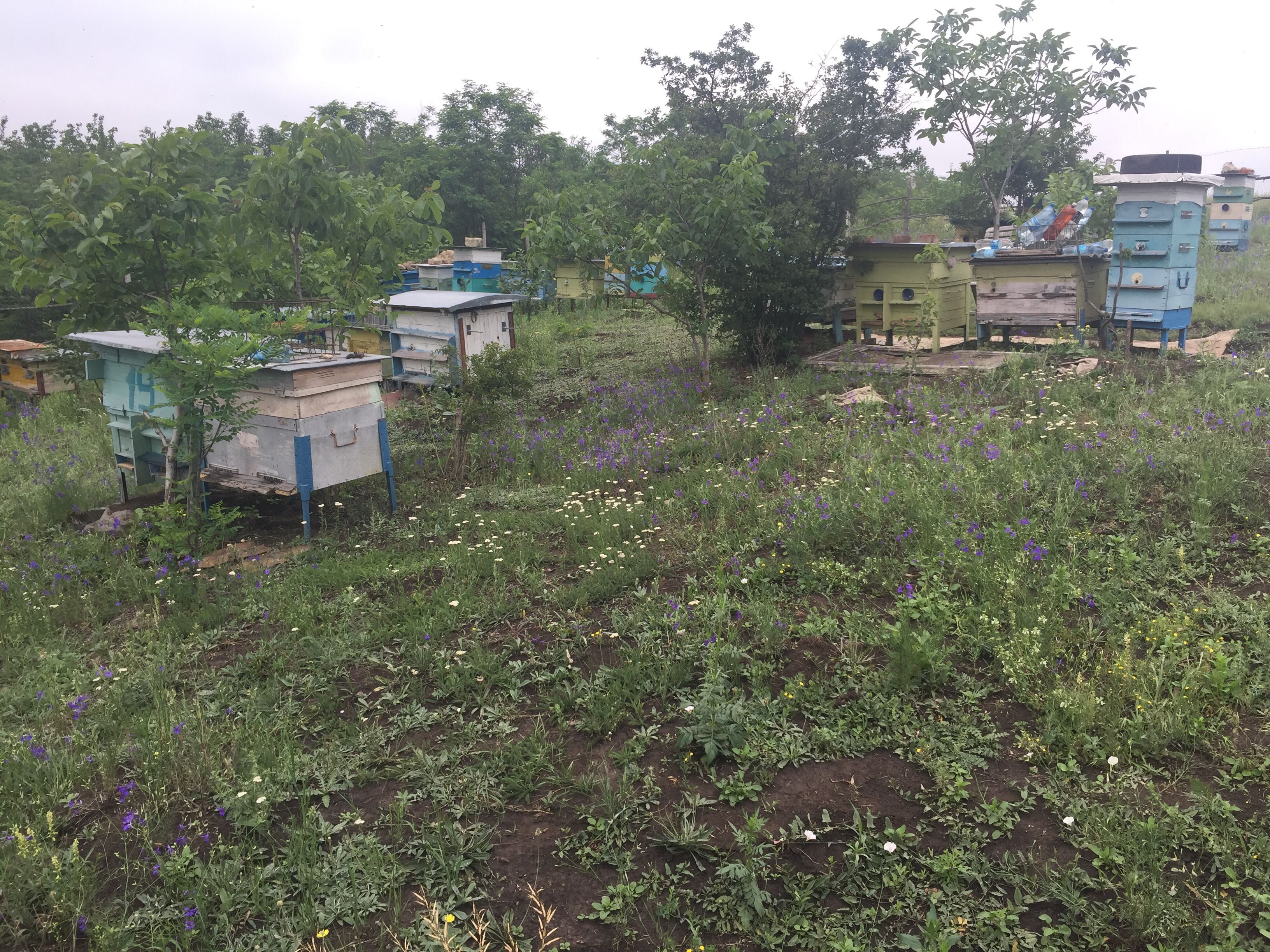 Продам пасеку с землёй домиком для качки мёда.Есть водопровод.