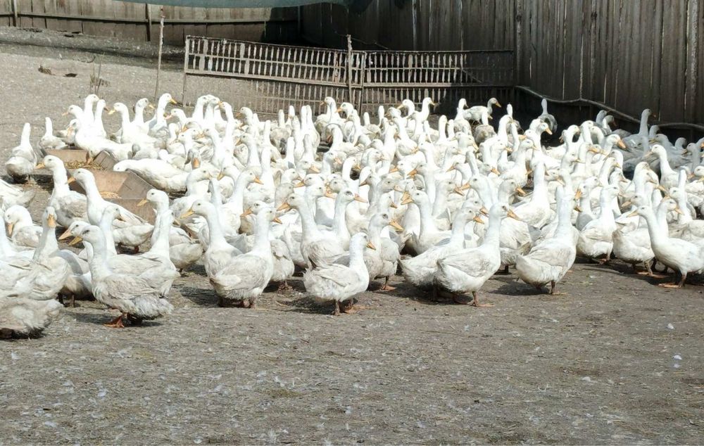 Качка живою вагою,добове каченя постійно в наявності .