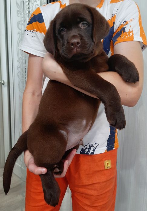 Лабрадор цуценя хлопчик 2 місяця КСУ