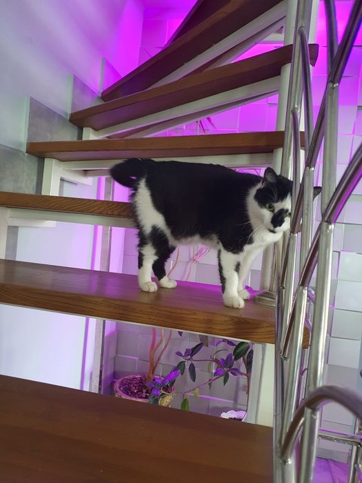 Передам кішку в добрі руки