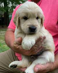 Female and male. Golden retriever. Delivery