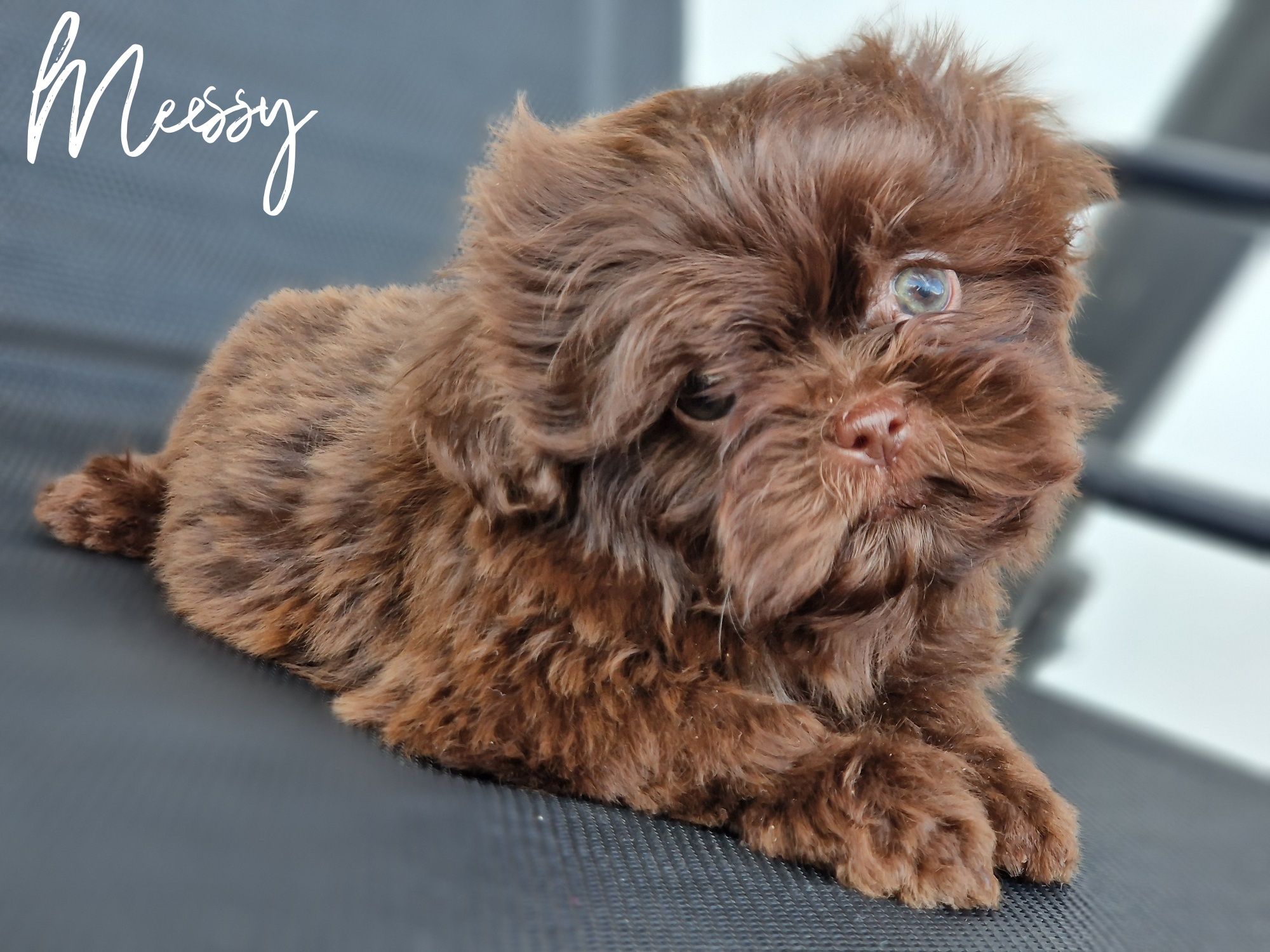 Suczka Messy Shih tzu czekoladowa