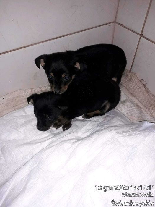 Piękne szczenięta po niedużej mamie