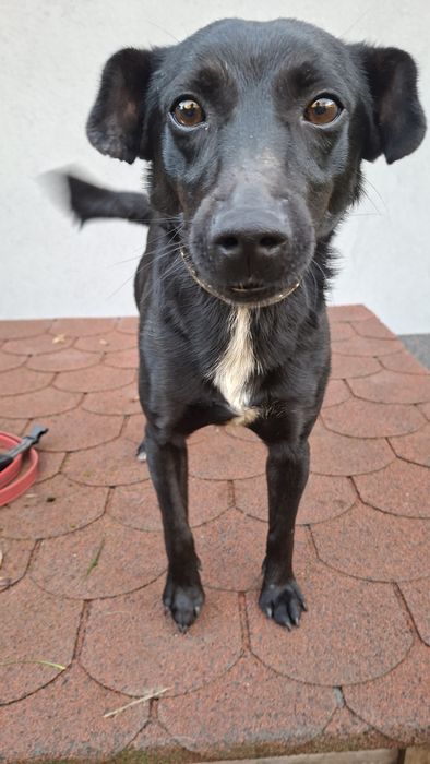 Murzynek-piesek z łańcucha o gołębim serduszku