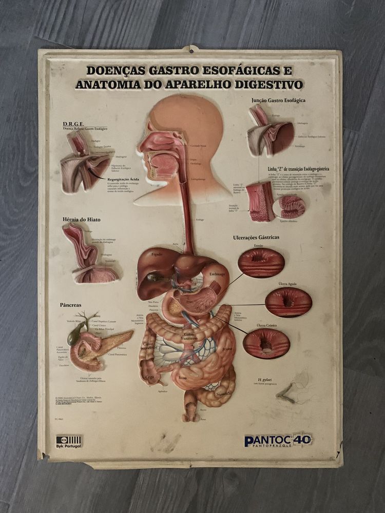 Poster vintage corpo humano