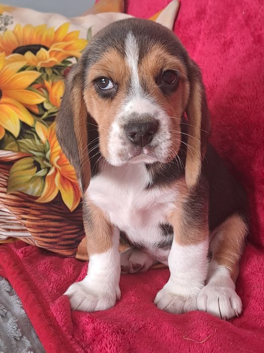 Beagle śliczny piesek.