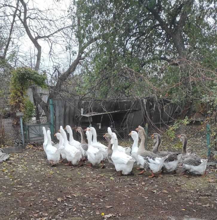 Продам гусей холмогорської породи.