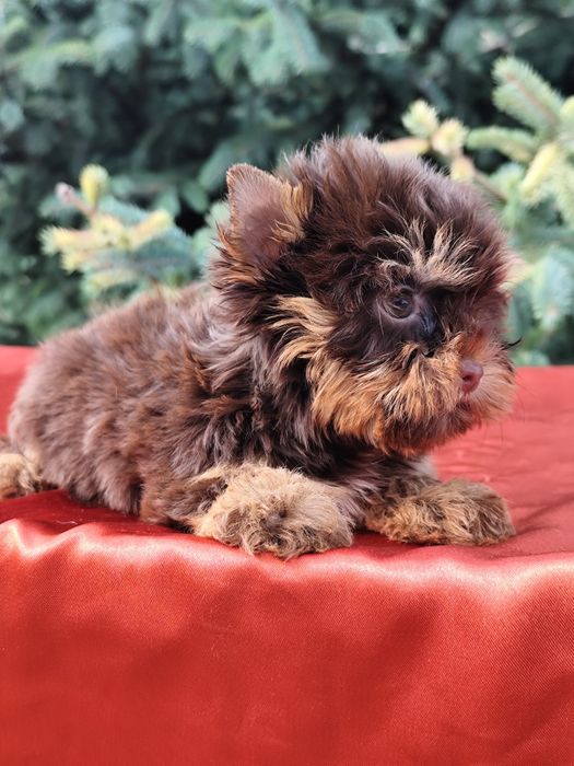 Дівчинка міні Йорк шоколадно-підпала