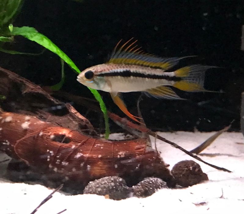 Apistograma bitaeneata rio Nanay- Casais