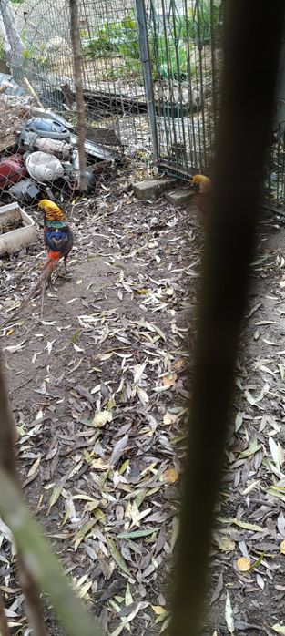 Bażanty złote i samica srebrna