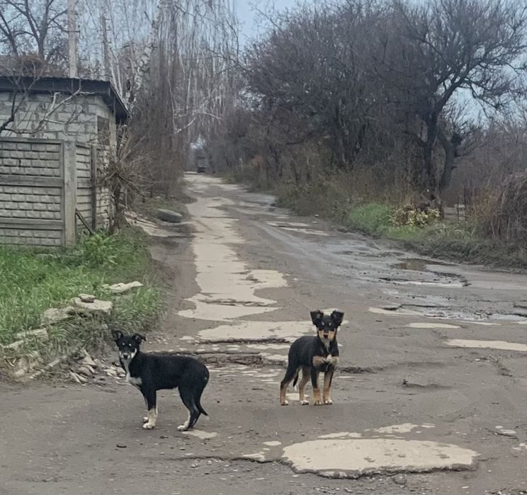 Щенки, девочки, хорошенькие .Беспризорные