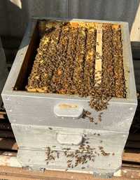 Продам бджолопакети / пчелопакеты Української степової породи