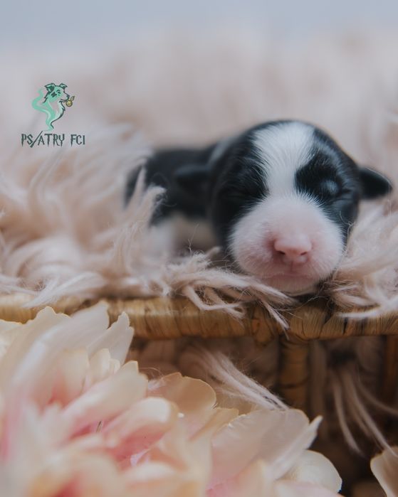 Psiatry FCI Border Collie suczka czarno biała