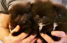 Pomeranian / szpic miniaturowy