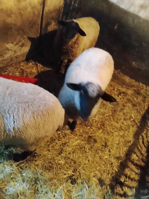 Sprzedam barana czarnogłówke oraz owce