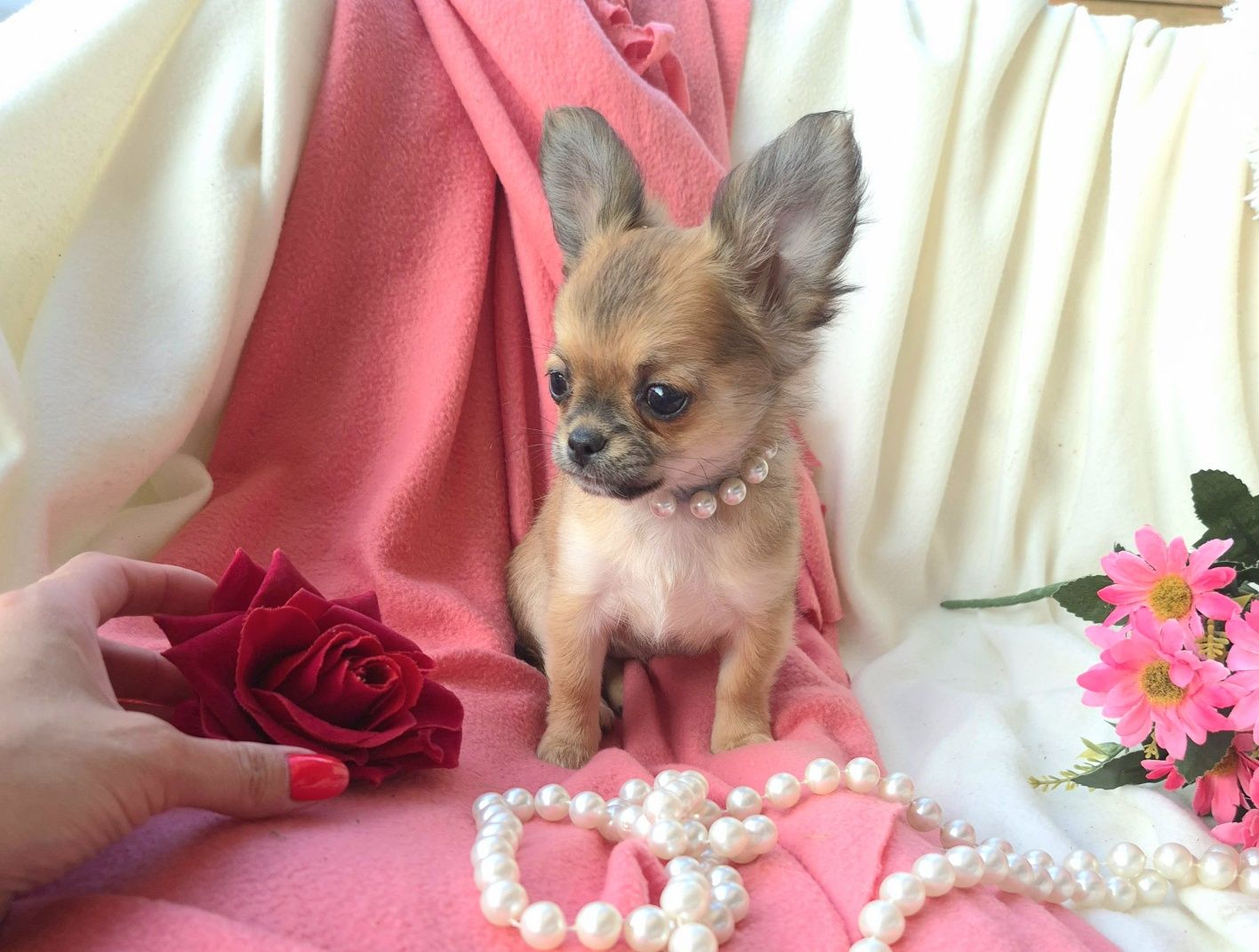 Śliczna Długowłosa Sunia Chihuahua! XS