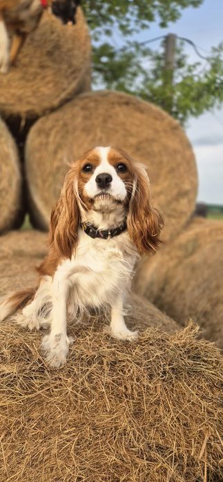 Cavalier Zapowiedź miotu