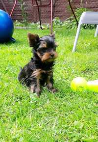 Yorkshire Terrier ZKwP FCI