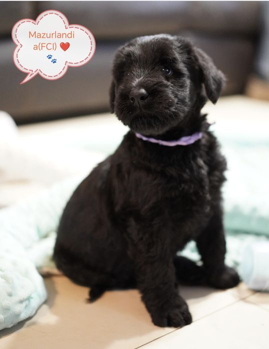 Sznaucer Olbrzym Czarny Mazurlandia.com