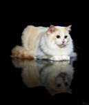 PRZEPIĘKNY kocurek Ragdoll cream bicolor tabby