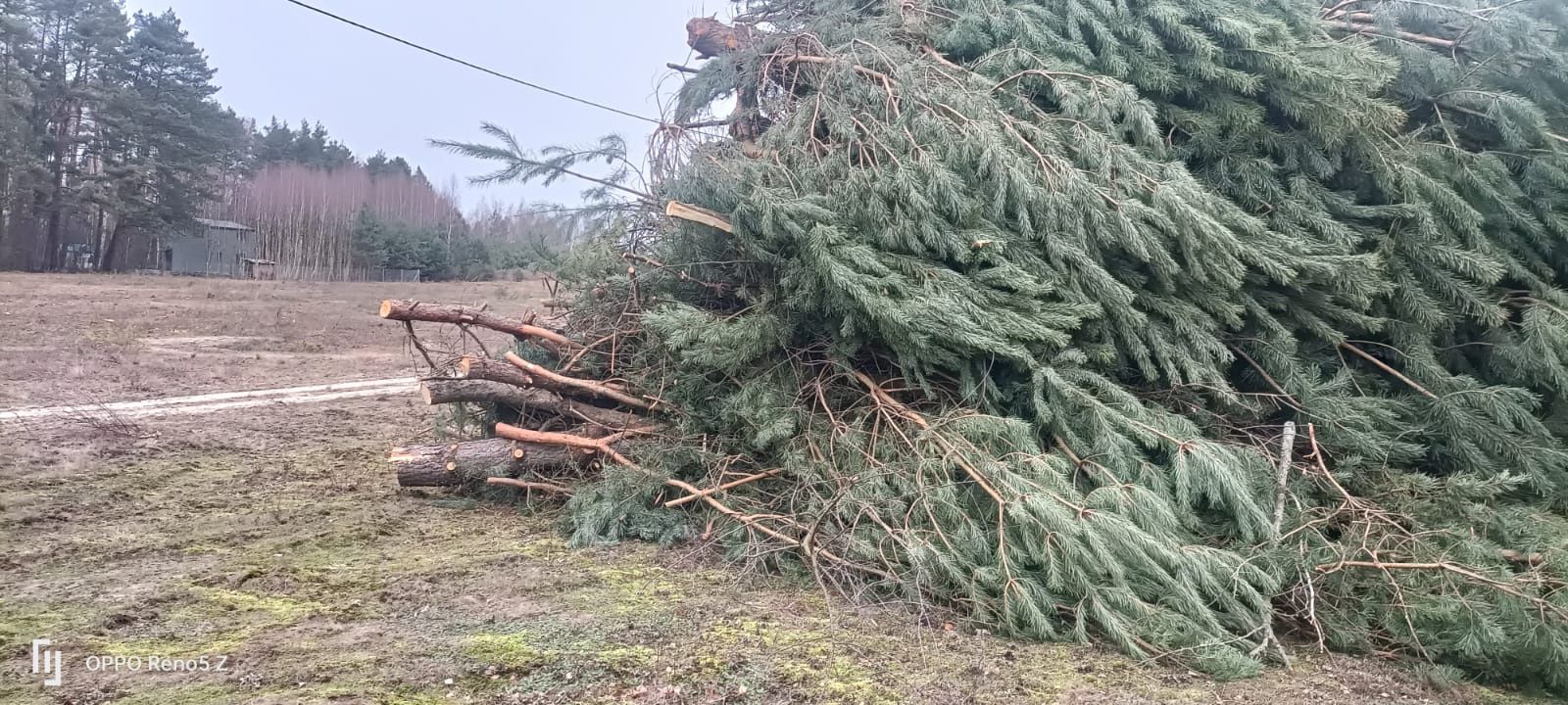 Wycinka drzew za drewno, oczyszczanie działek.Opolskie dol.slask .Wlkp