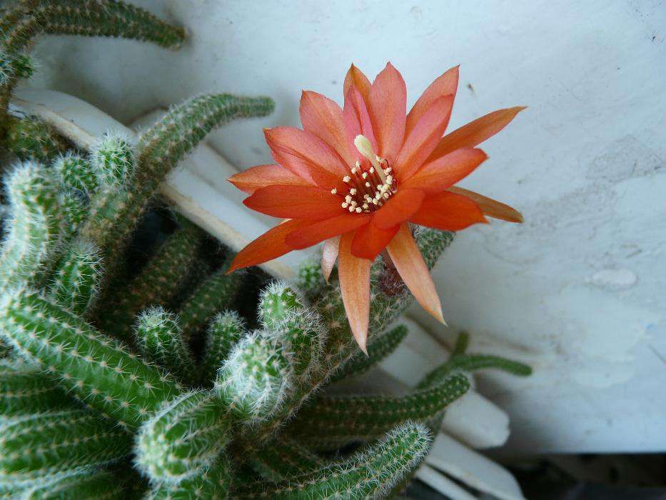 отростки кактуса Хамецереус Сильвестра "Chamaecereus Silvestrii"  Исто