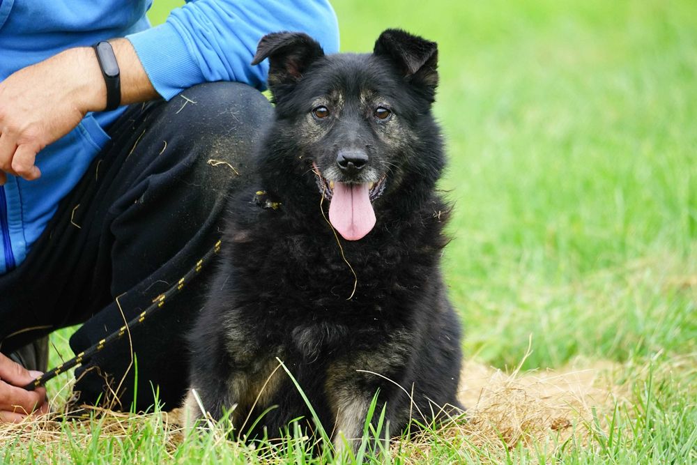 Kropek - nieduży pies szuka domu