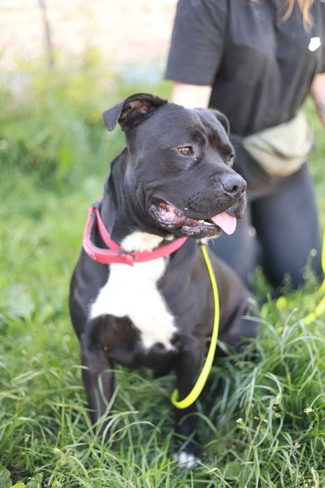 Maxim - prezencja, charakter i klasa sama w sobie :-)