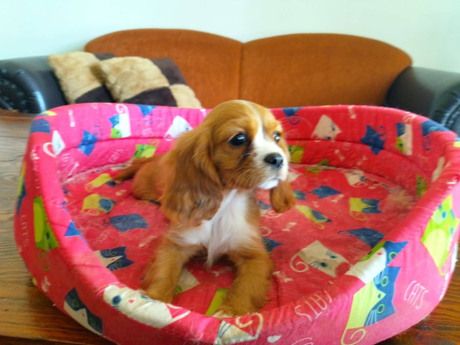 Cavalier King Charles