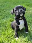 Staffordshire Bull Terrier