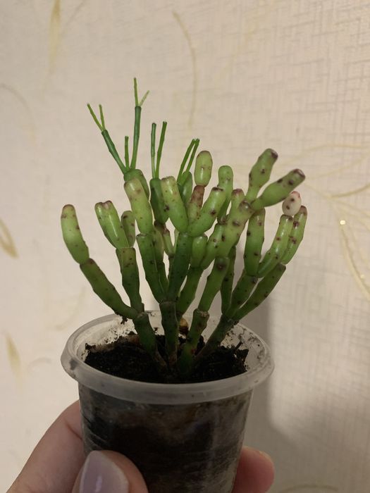 Кактус Хатіора або Танцюючі кістки