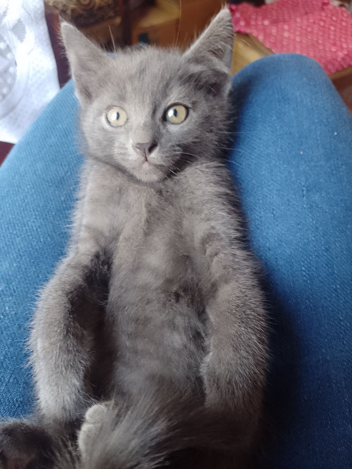 Отдам котенка в добрые руки