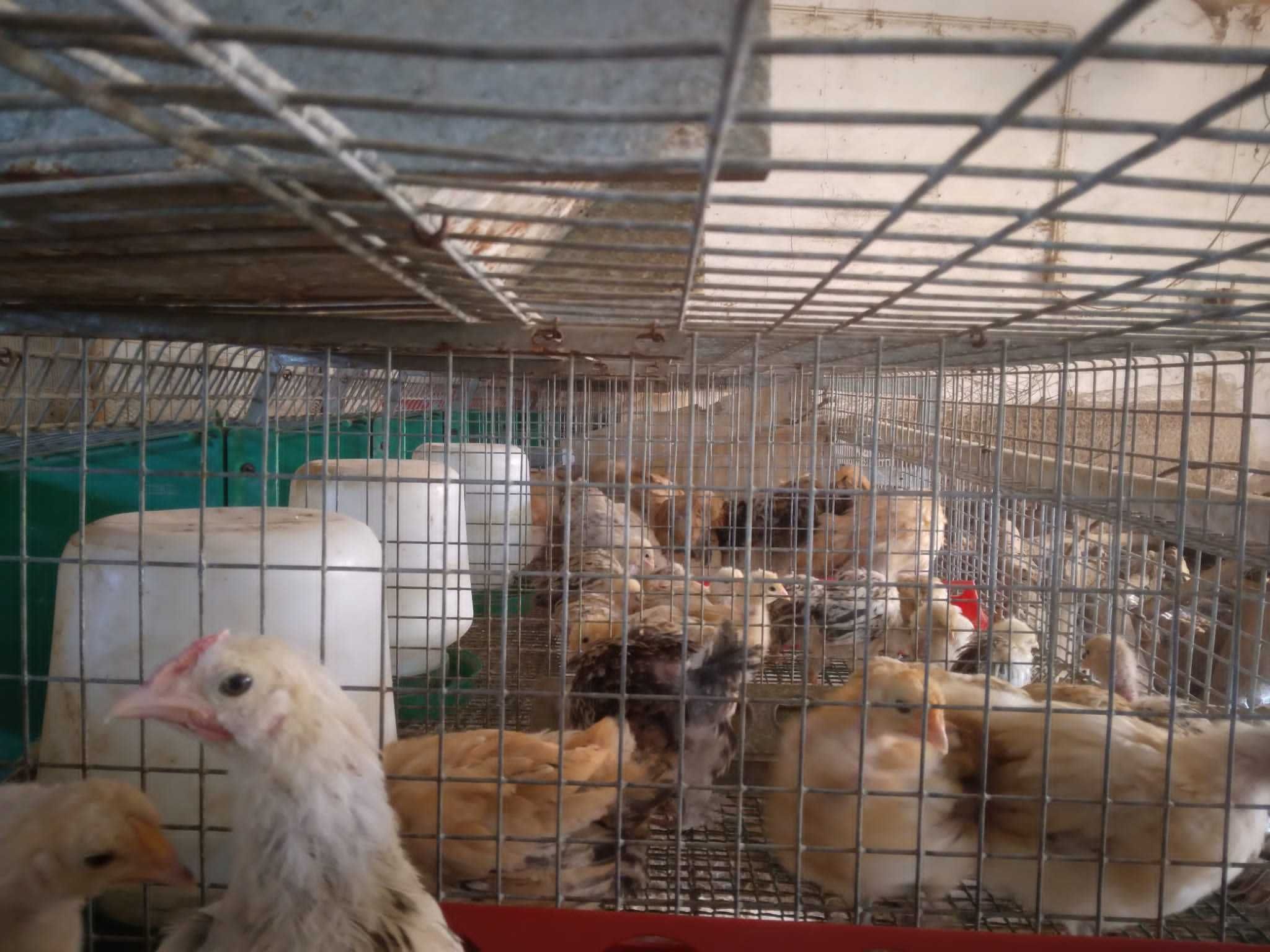 Garnizos coquichos