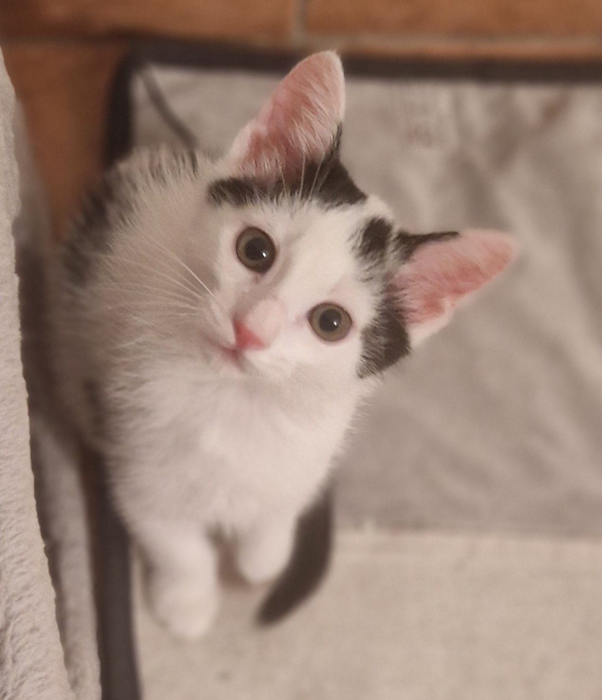 Figa i Felix dwa kociaki szukaja Tylko dobrego domu!