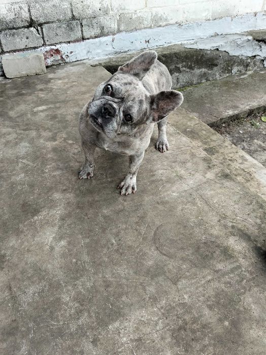 Французький бульдог продам