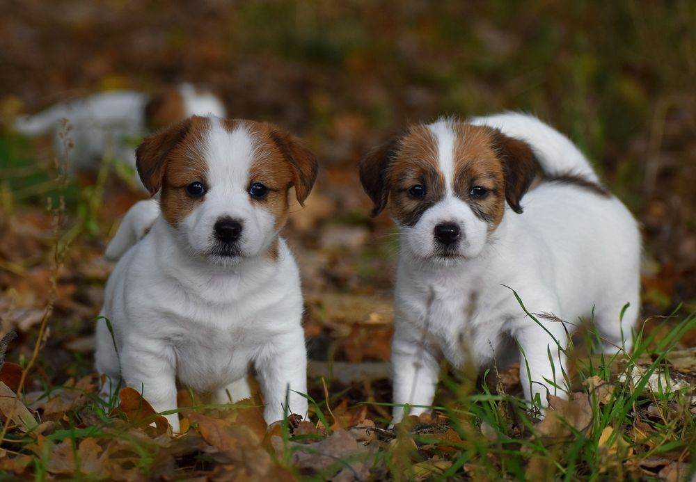 Jack Russell Terrier FCI ZKwP