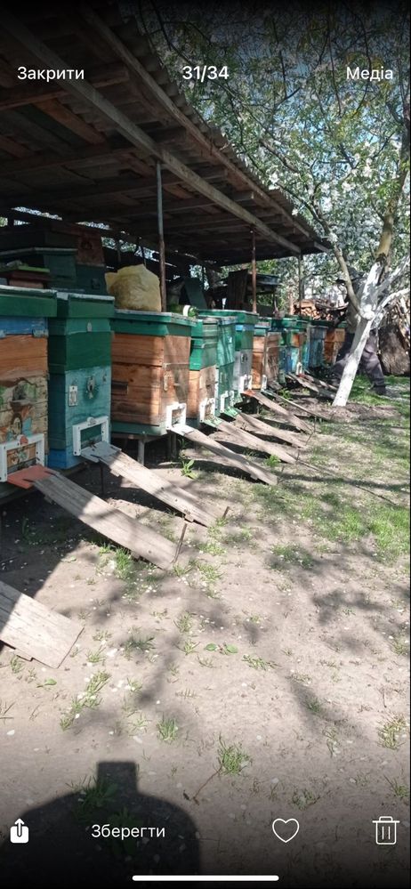 Продам бджолині сімʼі